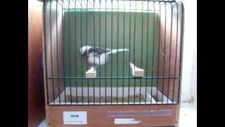 Gloster Video Kanarien Zucht Isenberg NZ Canary Germany Birds Glosters Breeds [upl. by Nyladam]