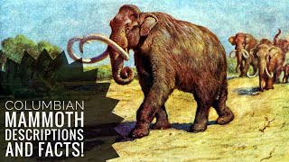 Columbian Mammoth  Description and Facts [upl. by Adlare]