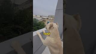 TONY AND EZEKIEL CONVO  FUNNY DOGS  RANDOM VIDEOS [upl. by Nolahp]