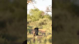 ALARM calls from Impala leads us to Lions  Marataba Luxury Lodges  wildlife lion [upl. by Kenison183]