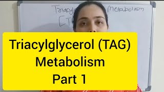 Triacylglycerol TAG Metabolism Part 1 [upl. by Anik]