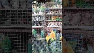 Kolkata Galiff street bird marketyoutubeshorts bird exoticbird galiffstreet 🦜🦜🕊🕊 [upl. by Sherlocke756]