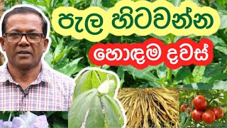 පාරම්පරික ගොවිතැනට අනුව වගා කරන්න හොඳම දවස්  දිවිකරණ නැකත Wagawa  Ceylon Agri  Episode 102 [upl. by Streeter]