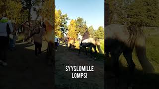 Syysloma alkaa tänään 🐎♥️🎉 horse lukio ratsastus hevoset [upl. by Reger]