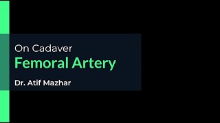 Femoral Artery on Cadaver [upl. by Aural]