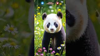 Adorable Panda Panda CuteAnimals Wildlife [upl. by Clayberg]