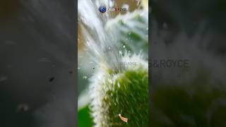 പൊട്ടിത്തെറിക്കുന്ന വെള്ളരിക്ക  squirting cucumber  exploding cucumber shorts [upl. by Arihsaj408]