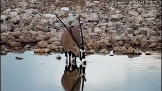 Gemsbok Oryx  oryx gazella  having a drink [upl. by Lenora]