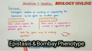 Epistasis  variation amp genetics [upl. by Alodee288]