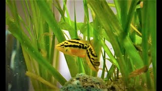 Salvini cichlid pair with fry in a community aquarium [upl. by Andrej]