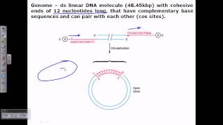 Lambda genome structure [upl. by Klina93]