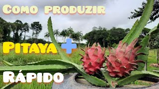 Como produzir pitaya  rápido  Dicas e manejos [upl. by Ades]