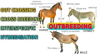 Animal Breeding Outbreeding Outcrossing Cross breeding Interspecific Hybridisation Hisardale [upl. by Akena]