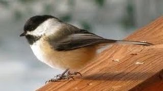 BLACK CAPPED CHICKADEE  SOLO MALE BIRD MATING CALL [upl. by Wenonah795]