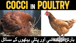 Remedy for Coccidiosis in Chickens  Prevention and Treatment of Coccidiosis in Poultry  Coccidia [upl. by Aitropal]