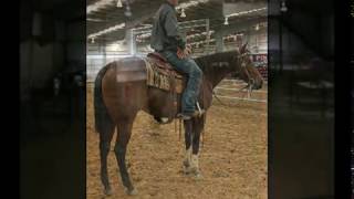 Sold Fluffed By Chic  Smart Chic Olena Bay AQHA Mare Ranch Sorting [upl. by Kevin]