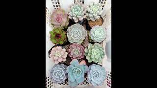 succulent avail set succulent plants forsale shipping succulents [upl. by Ahsart]