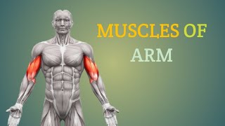 Muscles of Arm  Arm muscles  by Physiotrav [upl. by Nigrom431]