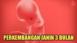 Perkembangan Janin 3 Bulan yang Ideal [upl. by Llecrep52]