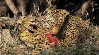 Clash of Titans Serval Cat vs Leopard  A Wildlife FaceOff [upl. by Awe]