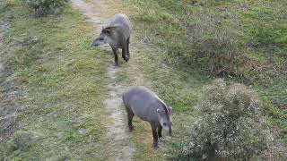 Brazilian Tapir [upl. by Toomay719]