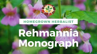 Rehmannia Monograph  Herbal Review with Doctor Jones [upl. by Arlene156]