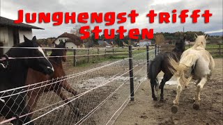 Junghengst trifft auf unsere Stuten 🐴  Dandylearns [upl. by Lairea]