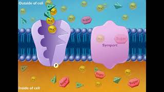 Cotransport Symport and Antiport HD Animation [upl. by Nuawaj182]