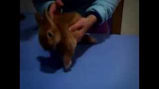 video conejo con encephalitozoonosis [upl. by Burd]