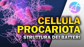 La Cellula Procariota  Struttura e funzioni dei Batteri 🦠 [upl. by Athey]