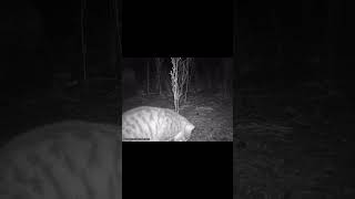 Feral Cat in outback Australia [upl. by Ahsiekin]