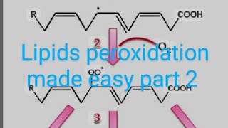 CV B 004Significance of lipid peroxidation part 2 [upl. by Eiramenna998]