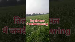 बरसात में तिल की खेती की जानकारी tal ki kheti [upl. by Eirehs]