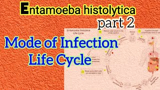 Life Cycle of Entamoeba histolytica  Mode of Infection of Amoebiasis  Parasitology [upl. by Assirim]