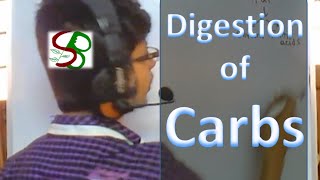 Human physiology lecture  Digestion of carbohydrates [upl. by Nealy]