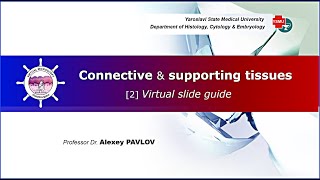 04a General histology Connective amp supporting tissues virtual slide guide [upl. by Aratak951]