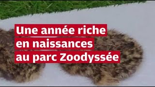 VIDÉO DeuxSèvres  au parc Zoodyssée une myriade de naissances en 2024 [upl. by Mcadams]