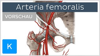 Arteria femoralis Die Oberschenkelarterie Vorschau  Anatomie des Menschen  Kenhub [upl. by Mcclain315]