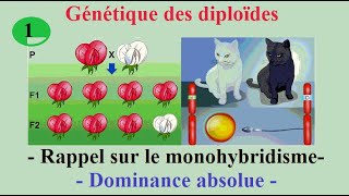 1 Génétique des diploïdes  Rappel sur le monohybridisme cas de dominance absolue [upl. by Nolava]