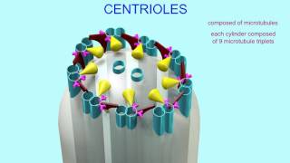 CENTRIOLES [upl. by Lari]