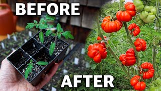 How to Grow Tomatoes Complete Growing Guide [upl. by Reitrac]