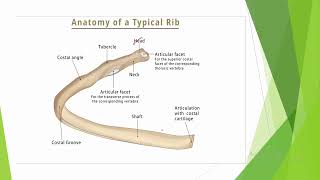 Ribs anatomy  Thoracic wall [upl. by Raffarty]