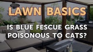 Is Blue Fescue Grass Poisonous to Cats [upl. by Kciredec]