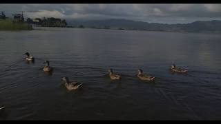 lago di massaciuccoli visto dal drone in 4k [upl. by Llatsyrc]