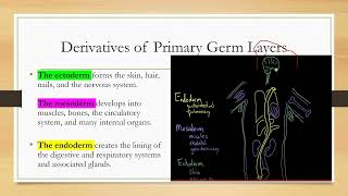 Gastrulation tissue derived from primary germ layers ectoderm mesoderm endoderm [upl. by Doerrer]