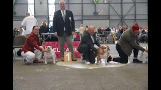 Bulldog  International Dogshow Geneva 2024 day 2  CACIB Bitch and BOB [upl. by Anilemrac435]