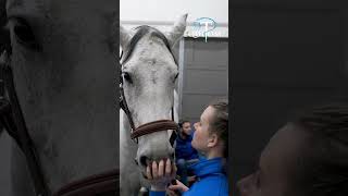 Boiterie postérieur chez un cheval  examens échographiques [upl. by Llerraj]