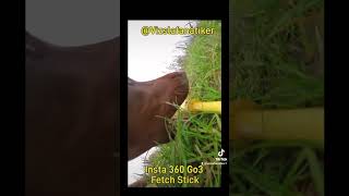 Magyar Vizsla Loki Insta360 hund shortvideo puppy funny insta360 Audiofire lizenzfreie Musik [upl. by Ecnerol499]