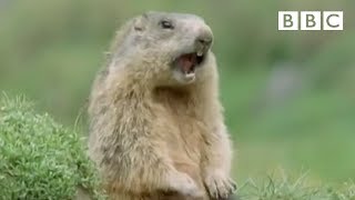 Funny talking animals Alan Alan Steve  Walk on the Wild Side  BBC [upl. by Einehpets558]