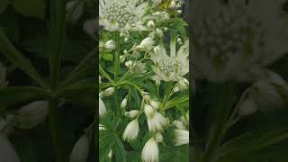 Astrantia Major Shaggy ideal for planting under trees or any borders TrowelandTravel shorts [upl. by Madelyn]